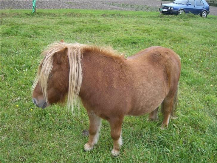 Shetlænder Bølle billede 4