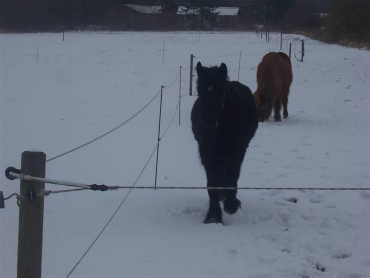 Fell pony Kurreholms Jackpot UDLÅNT billede 15
