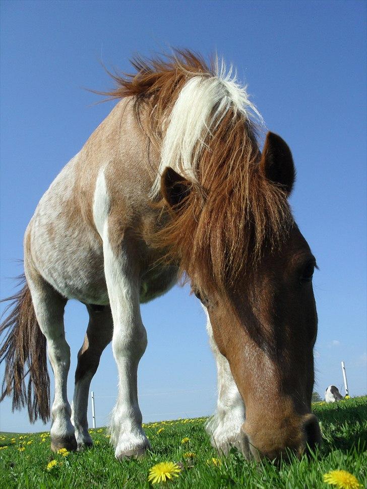 Shetlænder /Islænder Rasmus Klump. billede 10