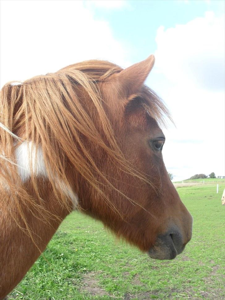Shetlænder /Islænder Rasmus Klump. billede 11