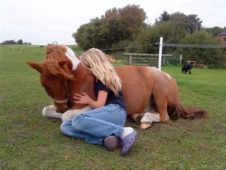 Shetlænder /Islænder Rasmus Klump. billede 12