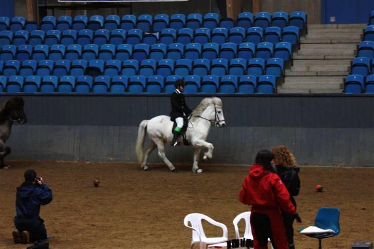 Islænder Feldur frá Hóli billede 13