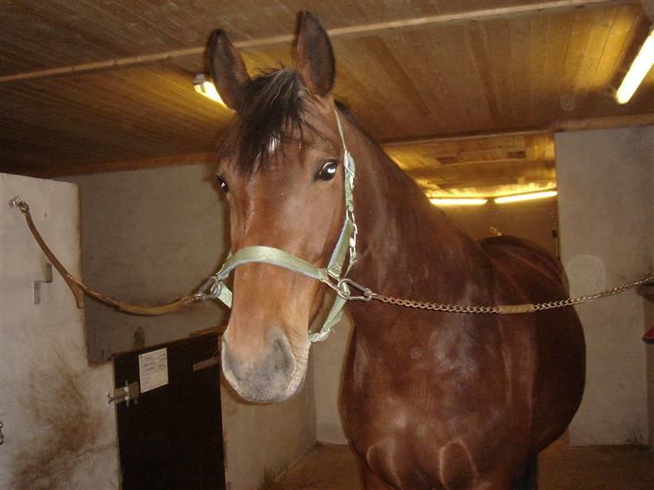 Anden særlig race Shiba de stark billede 1