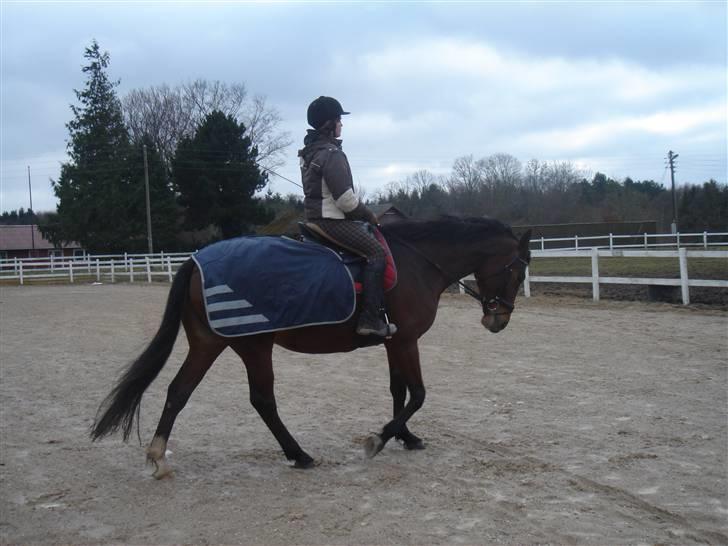 Anden særlig race Shiba de stark billede 2