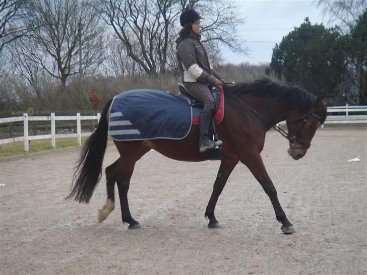 Anden særlig race Shiba de stark billede 3