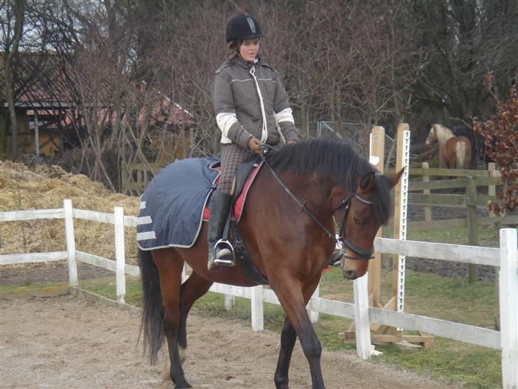 Anden særlig race Shiba de stark billede 4