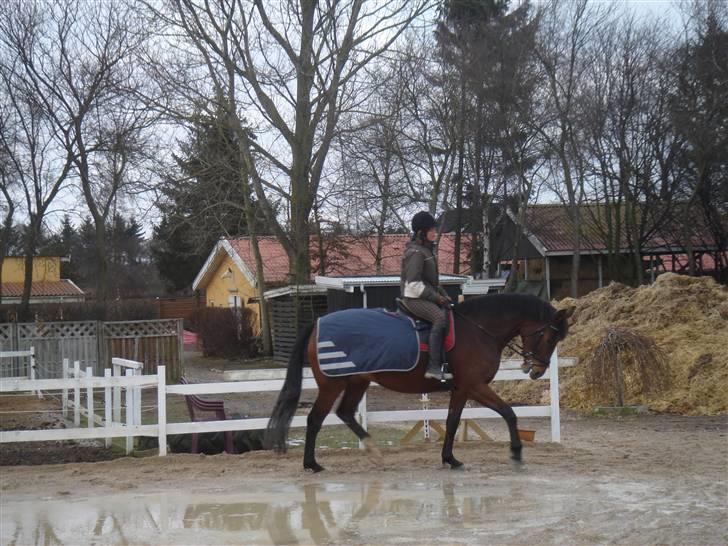 Anden særlig race Shiba de stark billede 5