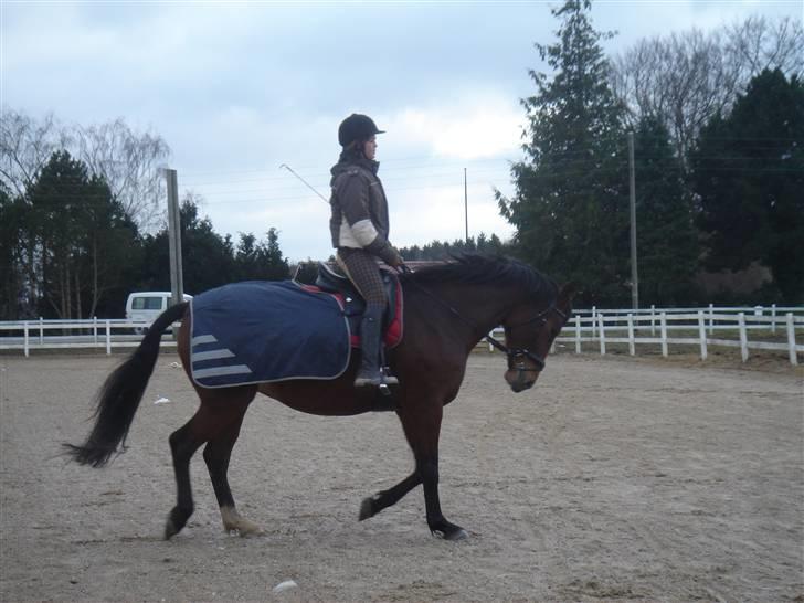 Anden særlig race Shiba de stark billede 6