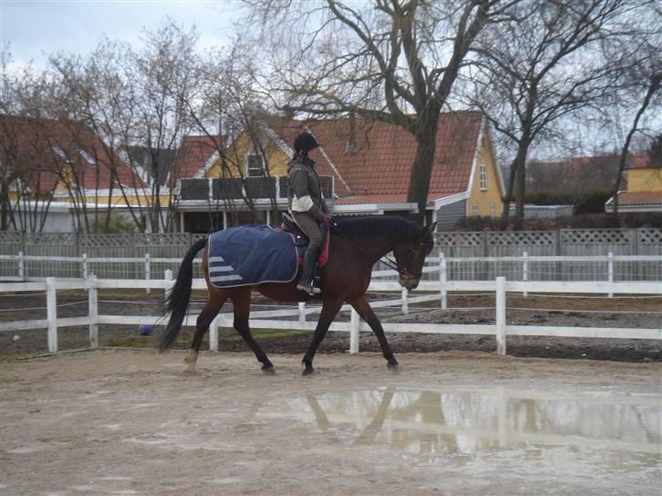 Anden særlig race Shiba de stark billede 7