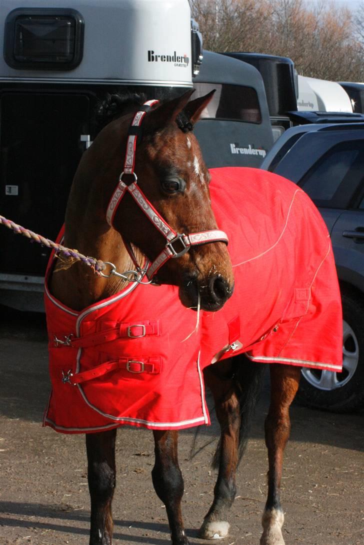 Hollandsk Sportspony Bobby billede 7