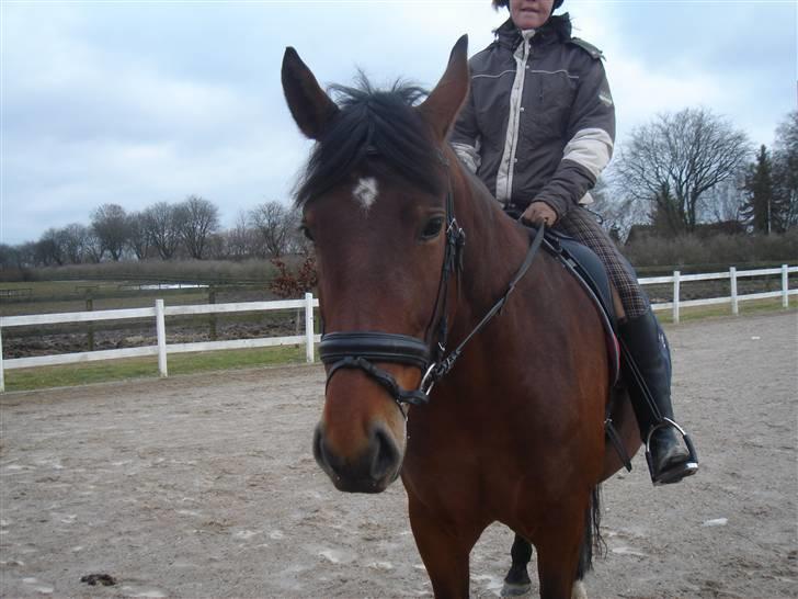 Anden særlig race Shiba de stark billede 9