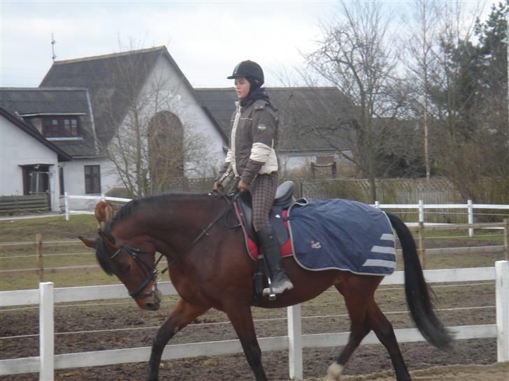 Anden særlig race Shiba de stark billede 10