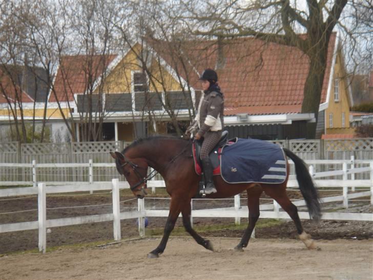 Anden særlig race Shiba de stark billede 12