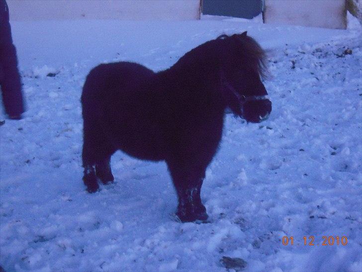 Shetlænder Sofus<3 - go røv billede 1