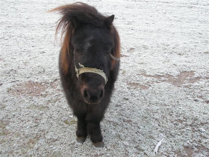 Shetlænder Sofus<3 - jov jeg er sej billede 3