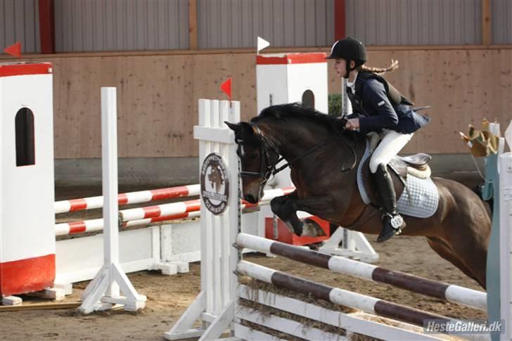 Welsh Pony (sec B) Åvangens Victoria (solgt) - Victoria springer<33.(Rikke-louise) billede 3