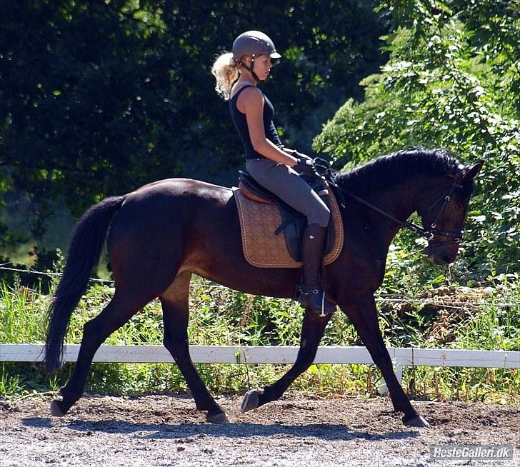 DSP Samara Spring pony - Military kursus Sønderskov 2010. Dressur. billede 10