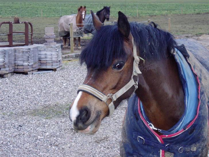 Welsh Pony (sec B) Åvangens Victoria (solgt) - Danmark´s smukkeste 3ér<3 bliver trukket ind fra fold!( billede 5