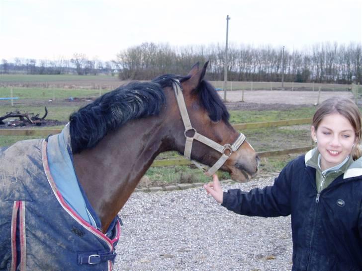 Welsh Pony (sec B) Åvangens Victoria (solgt) - hvad er det<3?!( foto: mor) billede 6