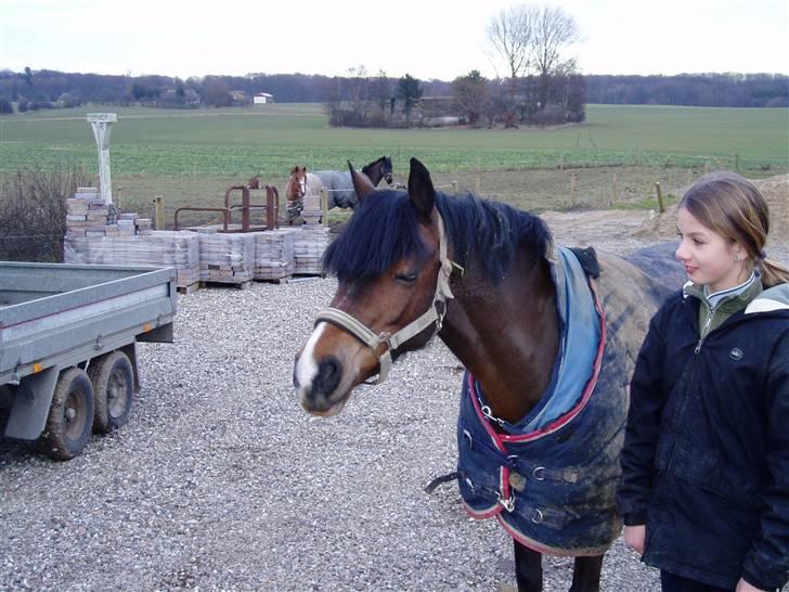 Welsh Pony (sec B) Åvangens Victoria (solgt) - mhh gulerød<33!...!( foto: mor) billede 7