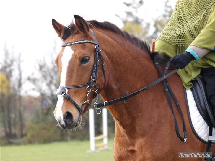 Anden særlig race Skovkrogens Bandine - Halloween stævne billede 5