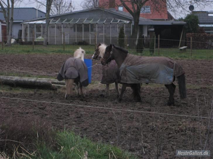 Anden særlig race CHIVAS billede 15