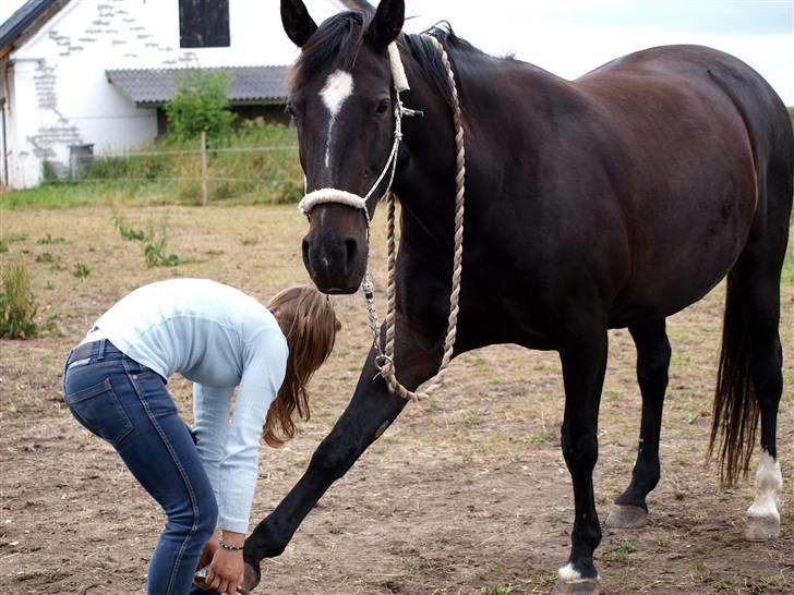 Anden særlig race Pashin <3 tidl. part. - 4) Selvom vi ikke må ride, kan man vel godt strække ud? :D Efter lidt træning strækker hun godt i forbenene <3 [Fotograf:  MC med mit kamera :D 11.09.2009 <3] billede 4