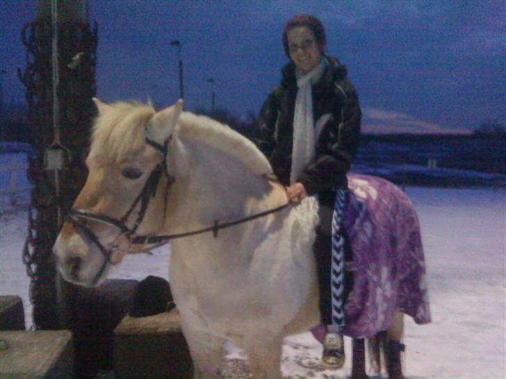 Fjordhest Sunshine Laban - Hygge :-) (Foto: Jeanette Mehl) billede 17