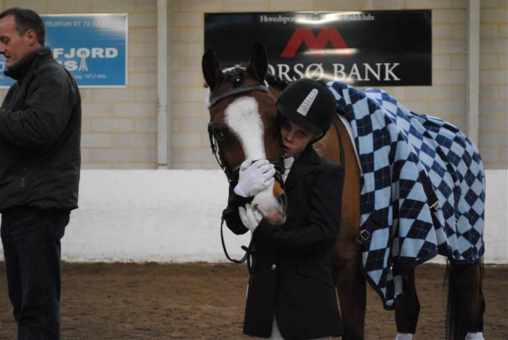 DSP Holmsgaards Cezanne  - Julestæve på morsø. vi fik en førsteplads med hjem.. billede 4