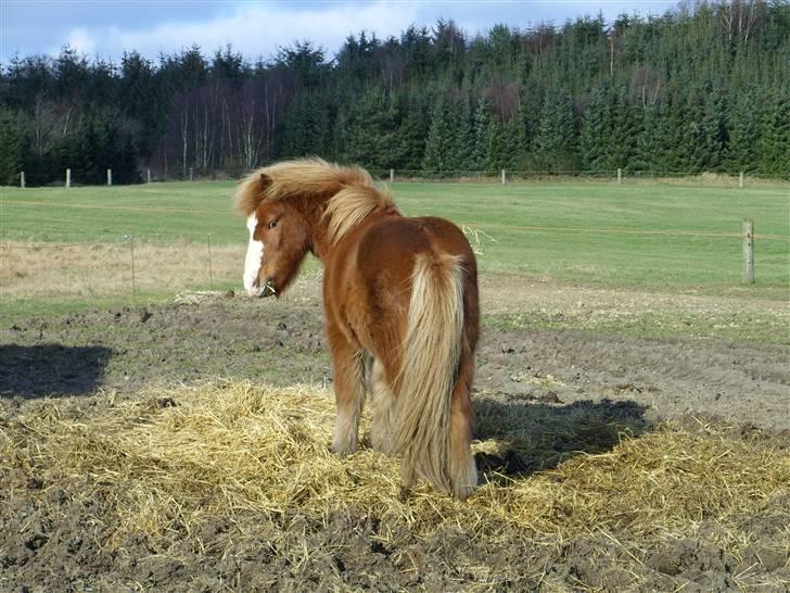 Islænder Öngull fra Dalhof billede 2