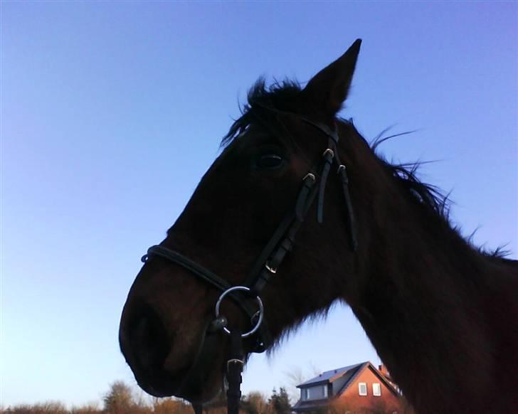 Traver Stamro R.I.P  billede 13