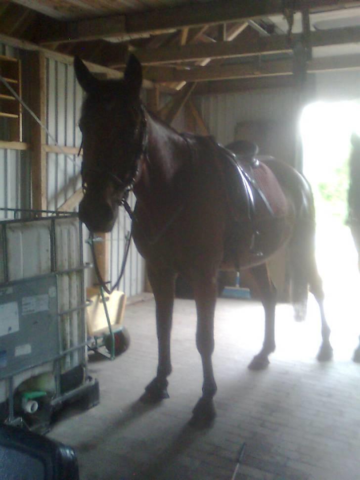 Traver Stamro R.I.P  billede 14