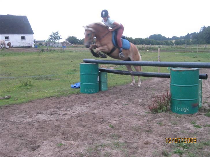Anden særlig race Nemo Bit - træning den 12 juli-09 foto: karen billede 11