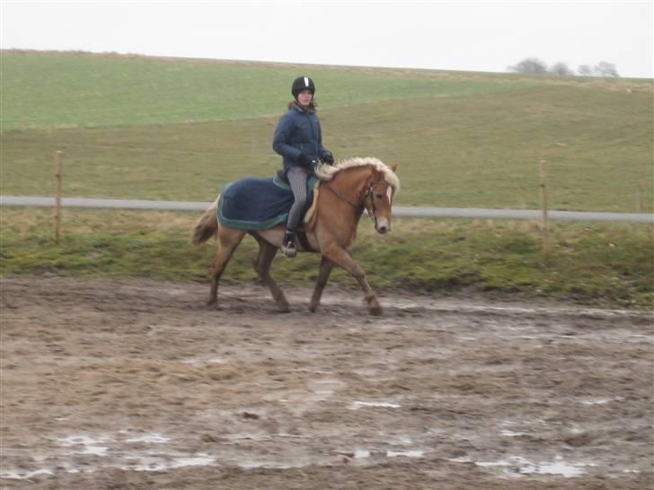 Anden særlig race Nemo Bit - opvarmning den 22/2.09 foto: mor billede 12
