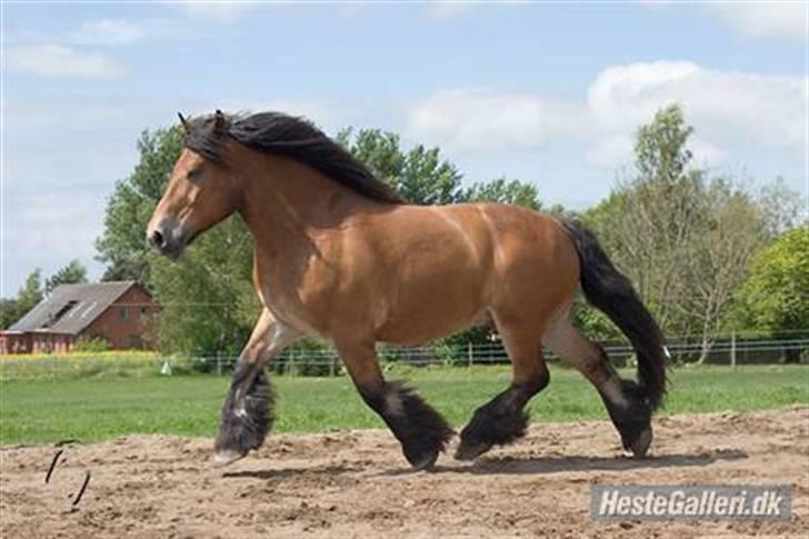 Belgier Samson billede 14