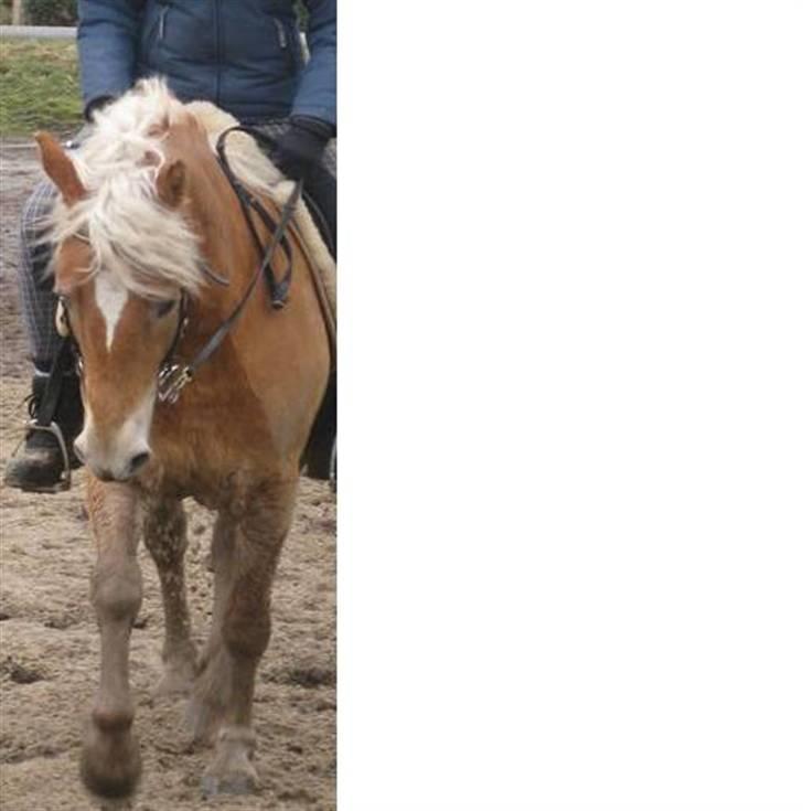 Anden særlig race Nemo Bit - træning den 22/2-09 foto; mor billede 13