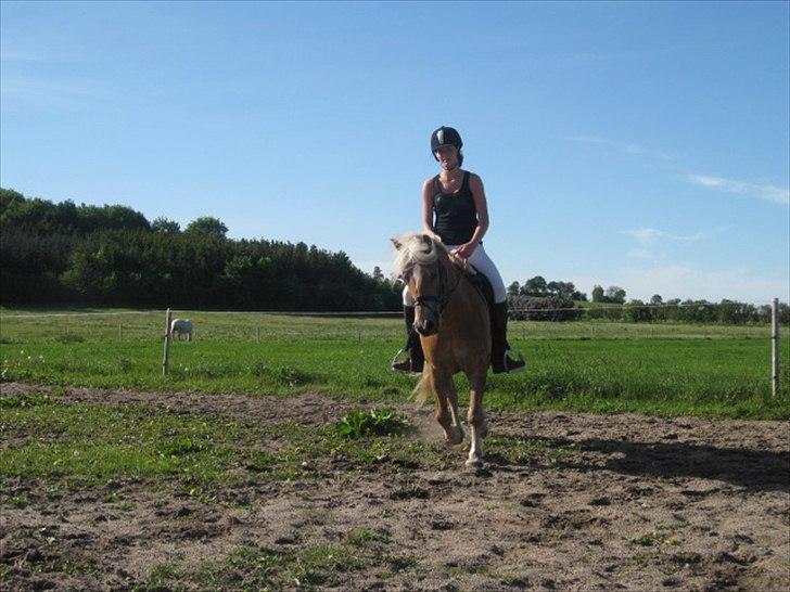 Anden særlig race Nemo Bit billede 15