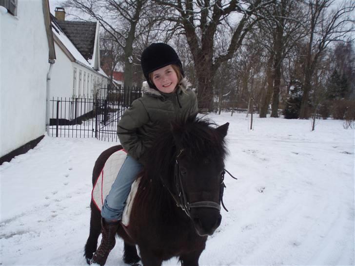 Shetlænder Emil - :)I love you Emil:) billede 1