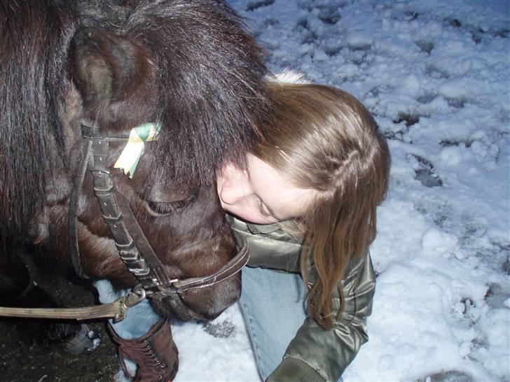 Shetlænder Emil - så trenger han vist til et kys:) billede 2