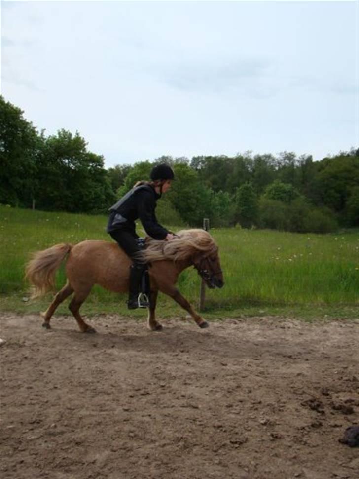 Shetlænder Fnuggi *den lille hingst* - hurtig sjov galop (:    foto: Rex (: billede 12