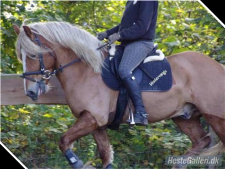Haflinger Vestervangs Hodder - min søster og hodder billede 2