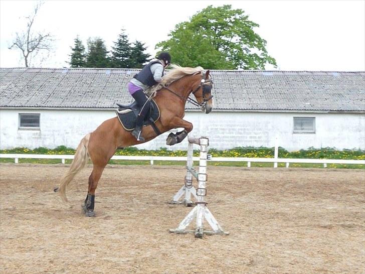 Haflinger Vestervangs Hodder - 130 cm ny rekord spring 14 maj 2010           Rider med skyklapper fordi jeg ikke havde mit springhovedtøj. billede 4