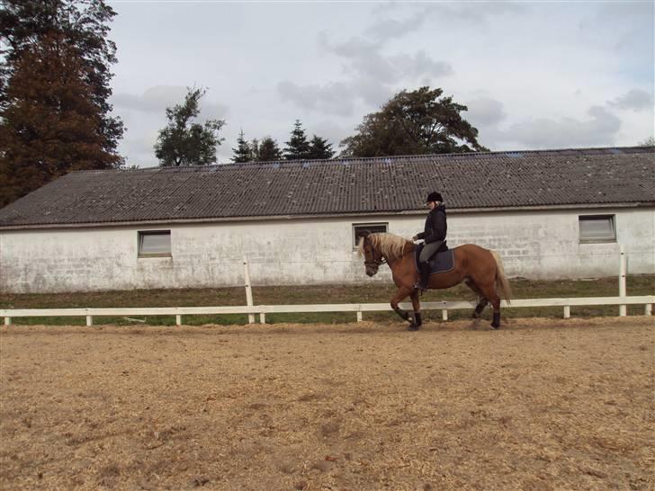 Haflinger Vestervangs Hodder - lidt dressur billede 5