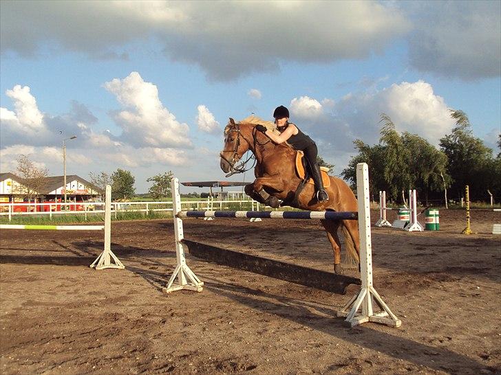 Haflinger Vestervangs Hodder - spring Juli 2010 (: 125 cm billede 6