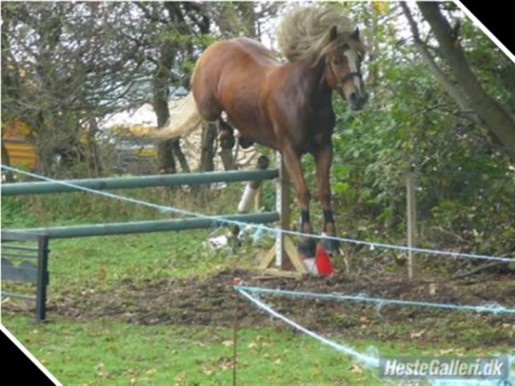 Haflinger Vestervangs Hodder - ej det var vidst for let billede 8