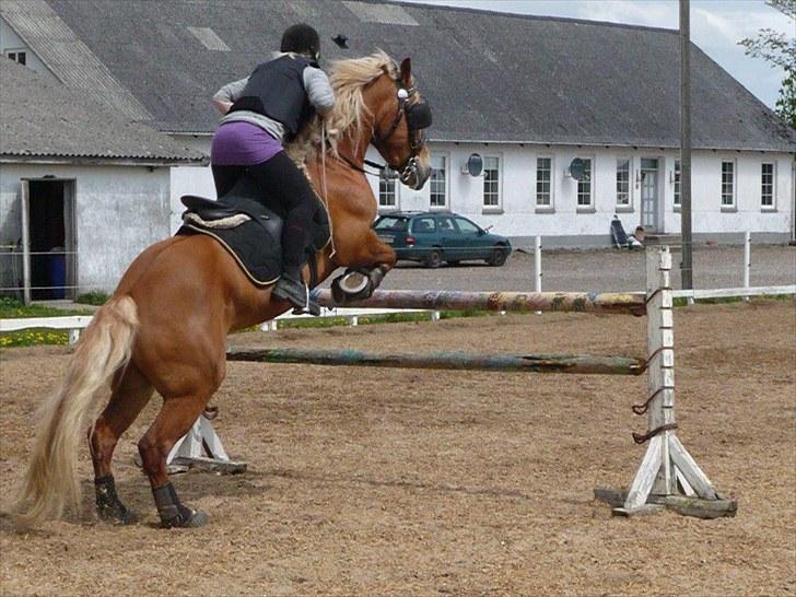 Haflinger Vestervangs Hodder - Spring d. 14 maj 2010         Rider med skyklapper fordi jeg ikke havde mit springhovedtøj. billede 9