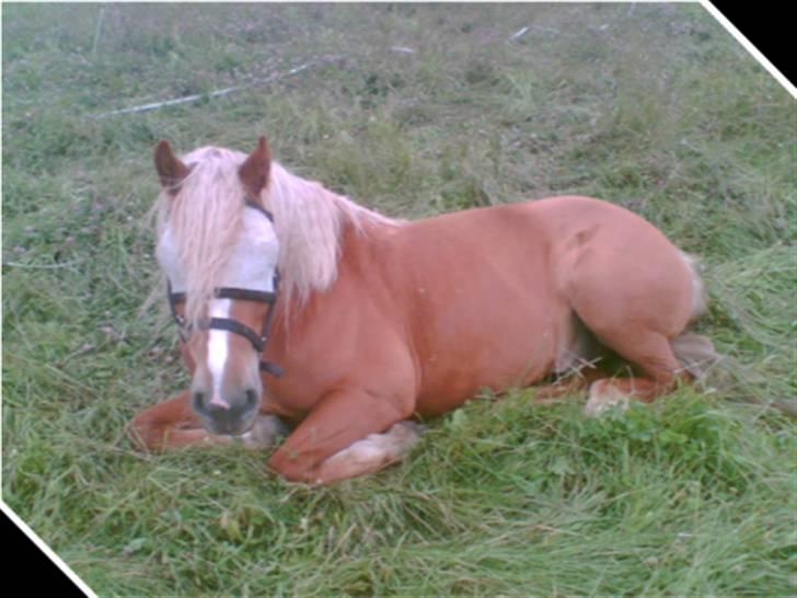 Haflinger Vestervangs Hodder - sommergræs billede 11