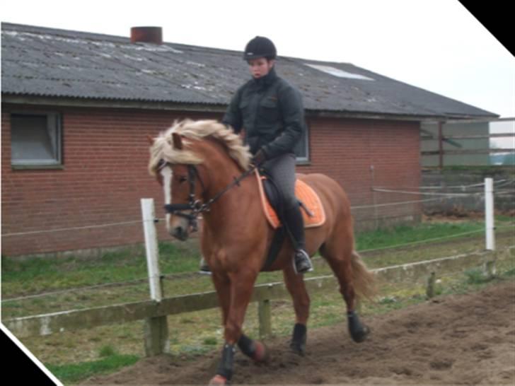 Haflinger Vestervangs Hodder - søster og hodder billede 12