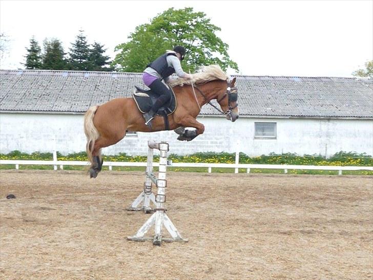 Haflinger Vestervangs Hodder - 130 cm ny rekord spring 14 maj 2010             Rider med skyklapper fordi jeg ikke havde mit springhovedtøj. billede 13