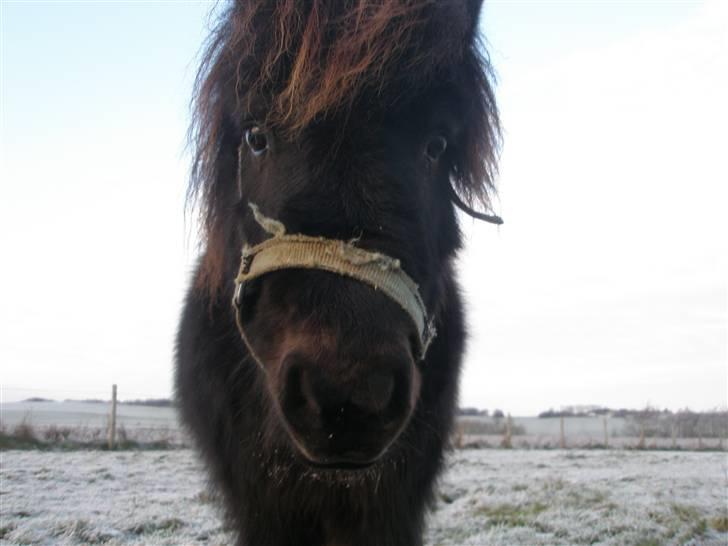 Shetlænder Sofus<3 - smuk hovde billede 4